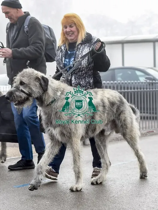 Framed Print : Crufts 2018 Framed Print : Crufts 2018
