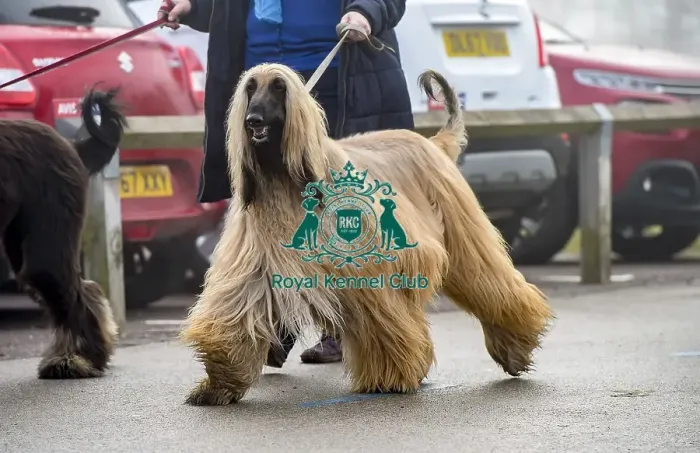 Framed Print : Crufts 2018 Framed Print : Crufts 2018