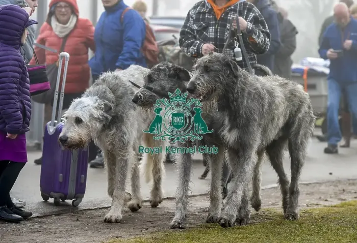 Framed Print : Crufts 2018 Framed Print : Crufts 2018