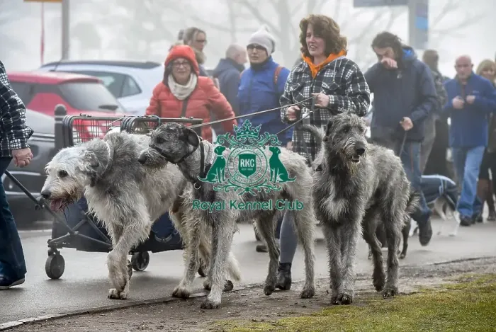 Framed Print : Crufts 2018 Framed Print : Crufts 2018