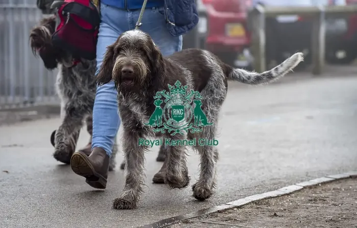 Framed Print : Crufts 2018