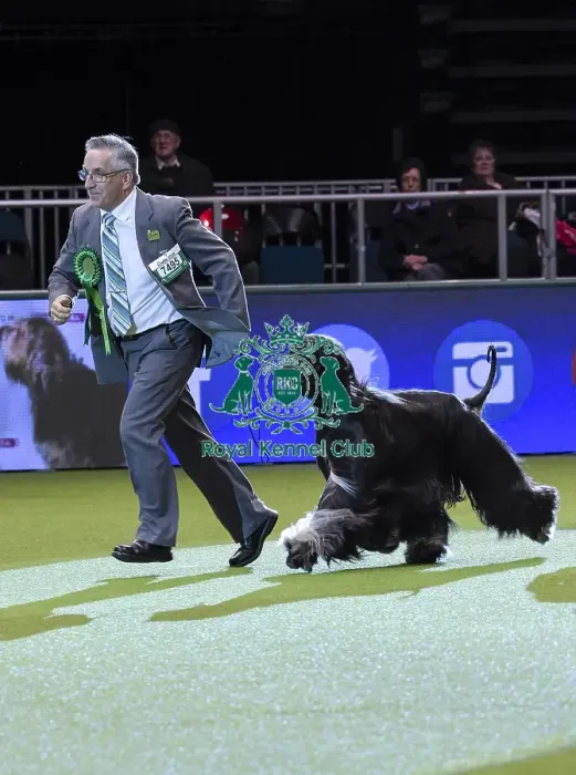 Framed Print : Crufts 2018 Framed Print : Crufts 2018