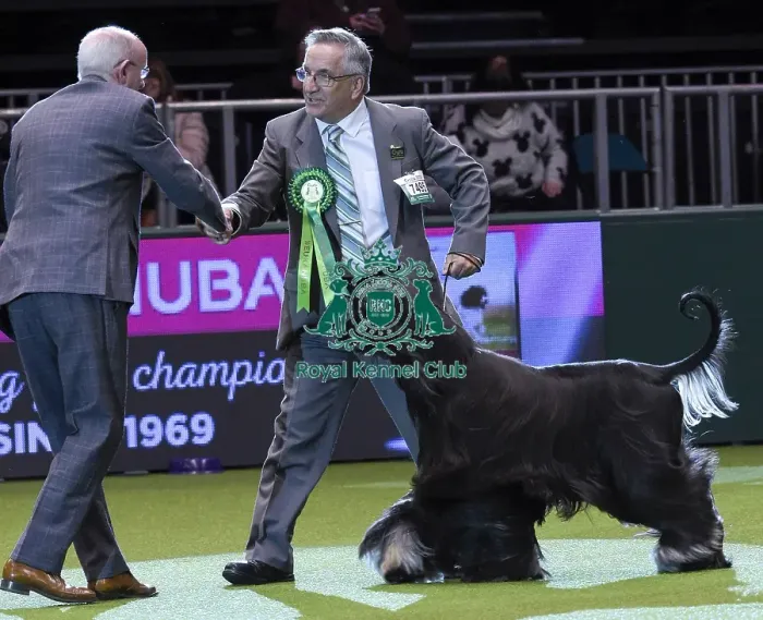 Framed Print : Crufts 2018 Framed Print : Crufts 2018