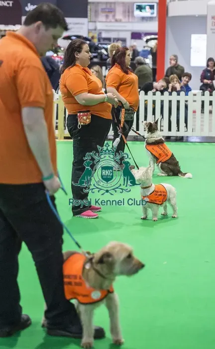 Framed Print : Crufts 2018 Framed Print : Crufts 2018