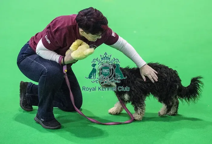 Framed Print : Crufts 2018 Framed Print : Crufts 2018