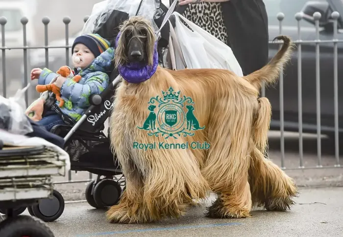 Framed Print : Crufts 2018 Framed Print : Crufts 2018