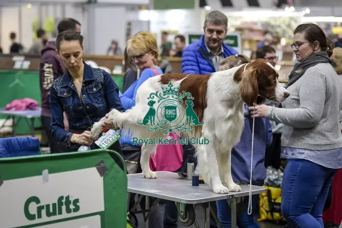 Framed Print : Crufts 2018