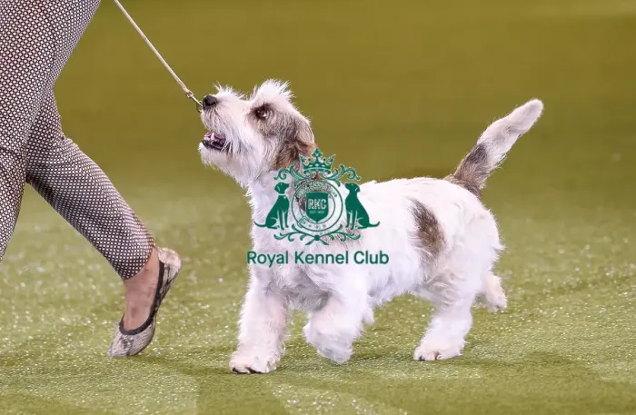 Framed Print : Crufts 2019 - Best in Show