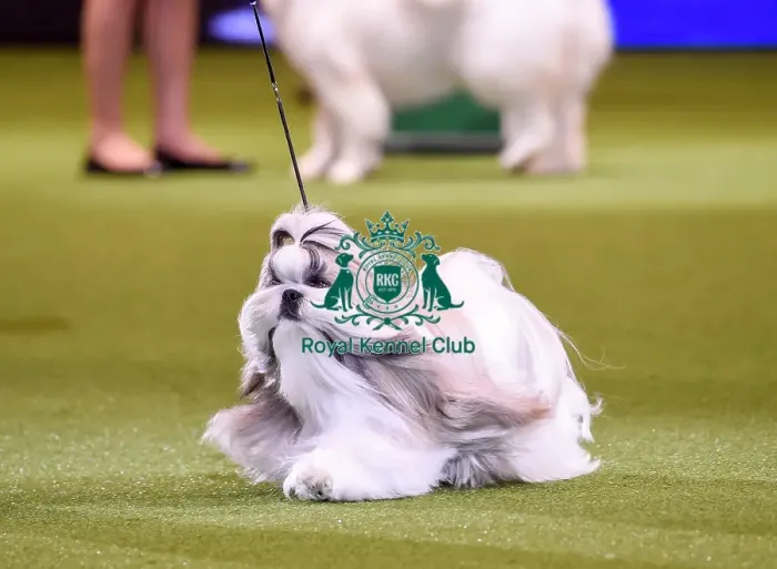 Framed Print : Crufts 2019 - Best in Show Framed Print : Crufts 2019 - Best in Show