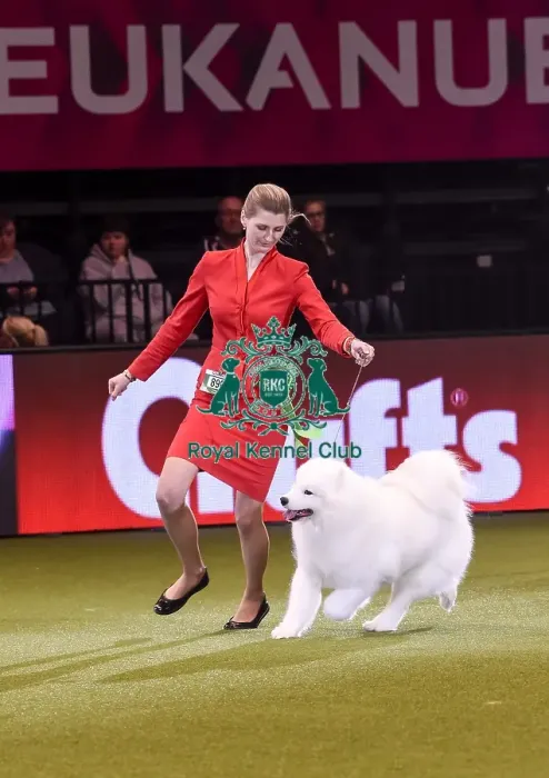 Framed Print : Crufts 2019 - Best in Show Framed Print : Crufts 2019 - Best in Show
