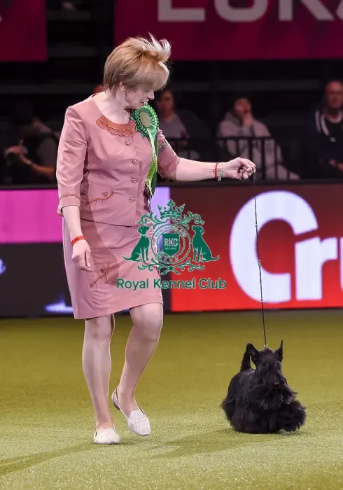 Framed Print : Crufts 2019 - Best in Show Framed Print : Crufts 2019 - Best in Show