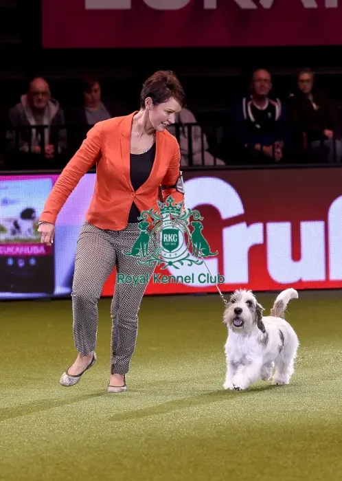 Framed Print : Crufts 2019 - Best in Show Framed Print : Crufts 2019 - Best in Show