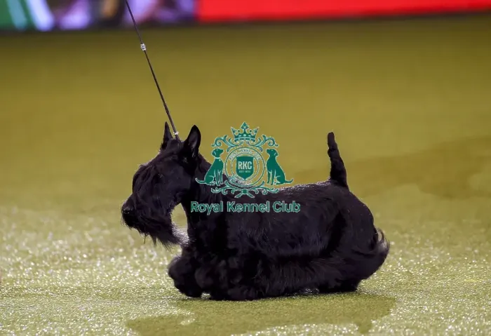 Framed Print : Crufts 2019 - Best in Show Framed Print : Crufts 2019 - Best in Show