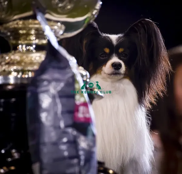 Crufts 2019 Best in Art Prints, Posters Puzzles from The