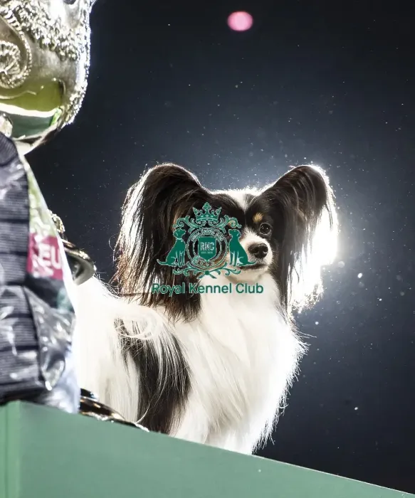 Framed Print : Crufts 2019 - Best in Show Framed Print : Crufts 2019 - Best in Show