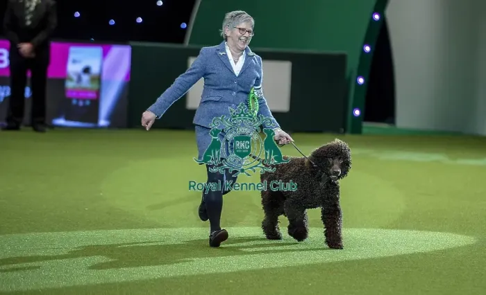 Framed Print : Crufts 2019 - Best of Breed Framed Print : Crufts 2019 - Best of Breed