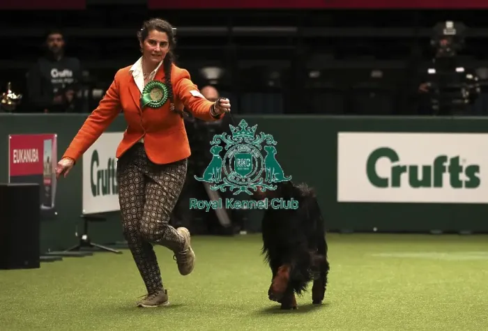 Framed Print : Crufts 2019 - Best of Breed Framed Print : Crufts 2019 - Best of Breed