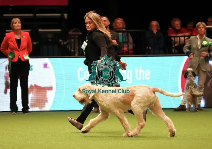 Framed Print : Crufts 2019 - Best of Breed Framed Print : Crufts 2019 - Best of Breed