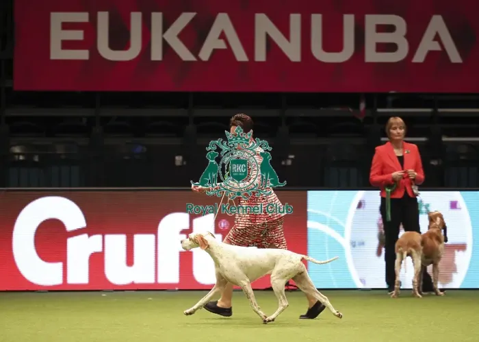 Framed Print : Crufts 2019 - Best of Breed Framed Print : Crufts 2019 - Best of Breed