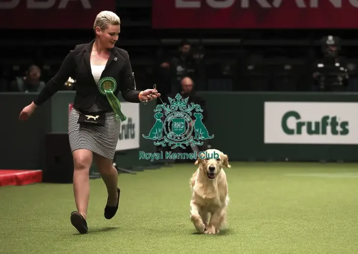 Framed Print : Crufts 2019 - Best of Breed Framed Print : Crufts 2019 - Best of Breed