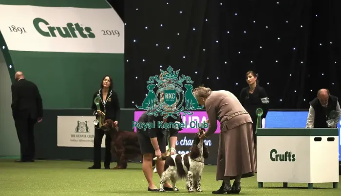 Framed Print : Crufts 2019 - Best of Breed Framed Print : Crufts 2019 - Best of Breed