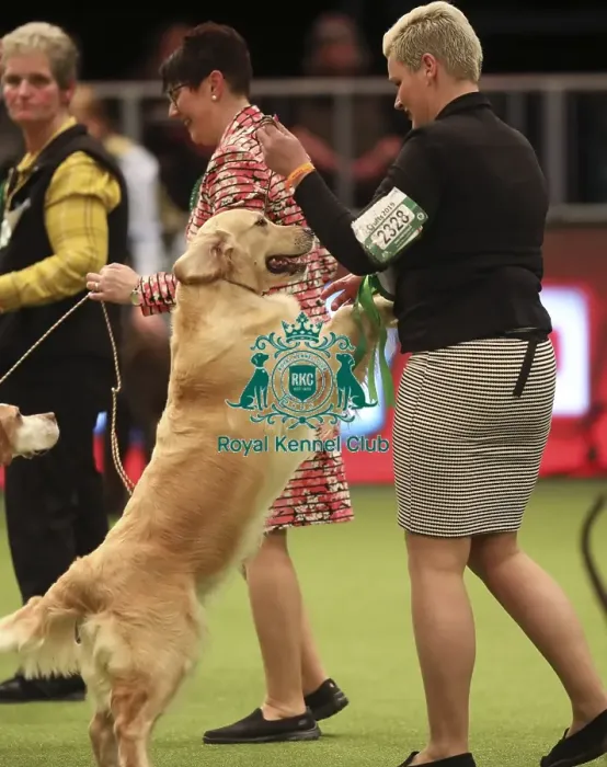 Framed Print : Crufts 2019 - Best of Breed Framed Print : Crufts 2019 - Best of Breed