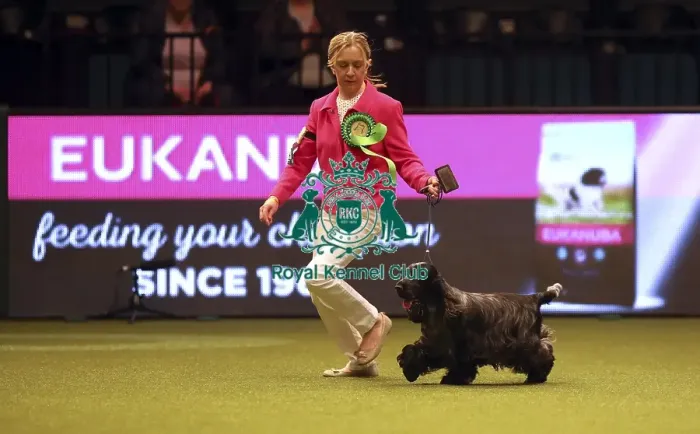 Framed Print : Crufts 2019 - Best of Breed Framed Print : Crufts 2019 - Best of Breed