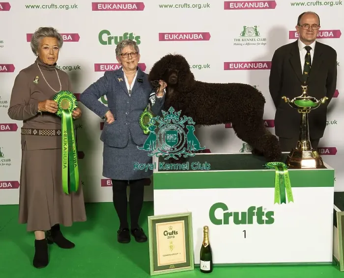 Framed Print : Crufts 2019 - Best of Breed Framed Print : Crufts 2019 - Best of Breed