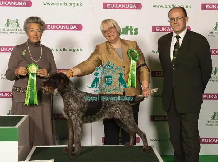 Framed Print : Crufts 2019 - Best of Breed Framed Print : Crufts 2019 - Best of Breed