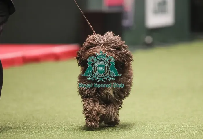 Framed Print : Crufts 2019 - Best of Breed Framed Print : Crufts 2019 - Best of Breed