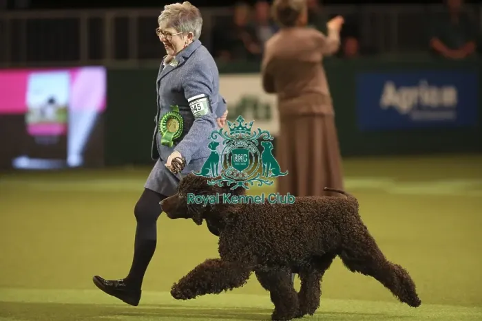 Framed Print : Crufts 2019 - Best of Breed Framed Print : Crufts 2019 - Best of Breed