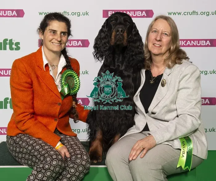 Framed Print : Crufts 2019 - Best of Breed / Gundog Framed Print : Crufts 2019 - Best of Breed / Gundog