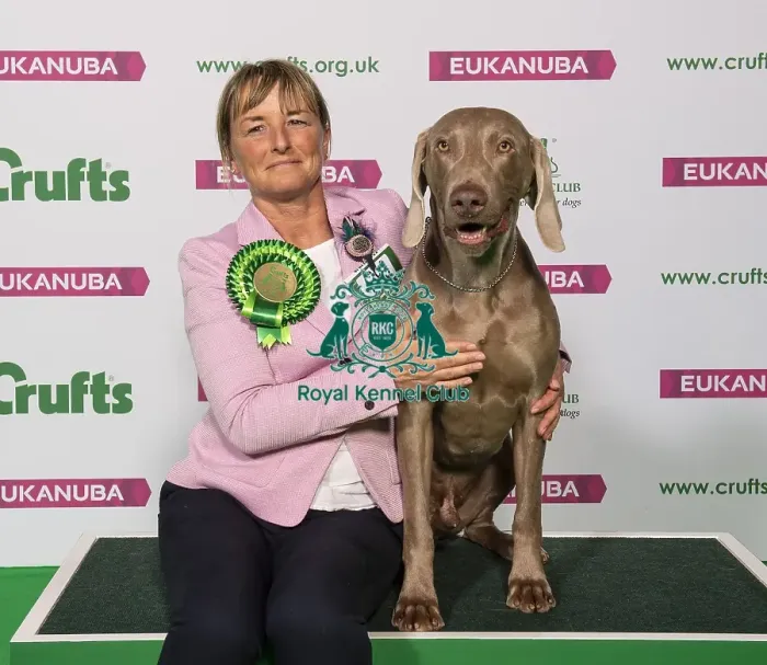 Framed Print : Crufts 2019 - Best of Breed / Gundog Framed Print : Crufts 2019 - Best of Breed / Gundog