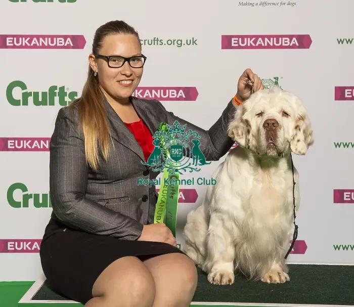 Framed Print : Crufts 2019 - Best of Breed / Gundog Framed Print : Crufts 2019 - Best of Breed / Gundog