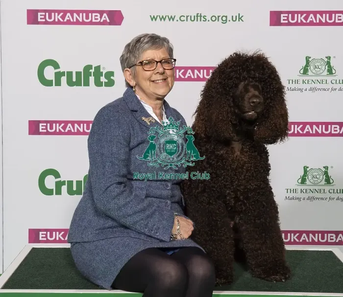 Framed Print : Crufts 2019 - Best of Breed / Gundog Framed Print : Crufts 2019 - Best of Breed / Gundog