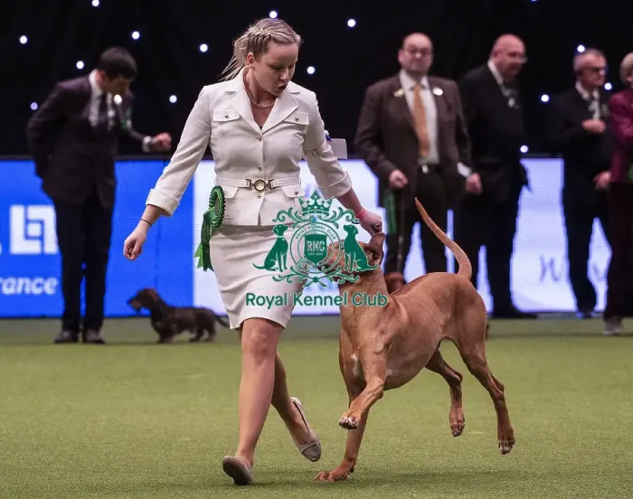 Framed Print : Crufts 2019 - Best of Breed / Hound Framed Print : Crufts 2019 - Best of Breed / Hound