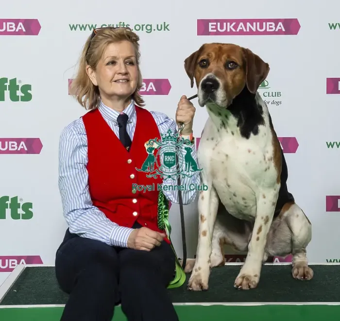 Framed Print : Crufts 2019 - Best of Breed / Hound Framed Print : Crufts 2019 - Best of Breed / Hound