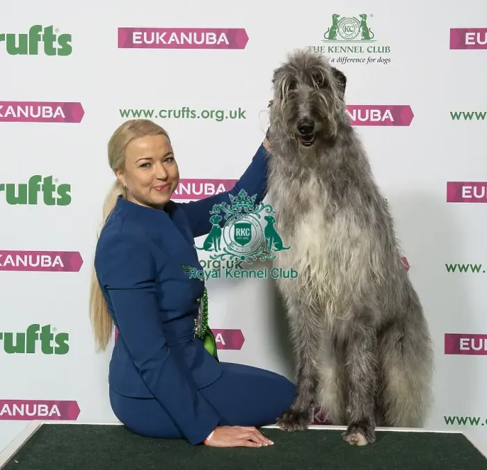 Framed Print : Crufts 2019 - Best of Breed / Hound Framed Print : Crufts 2019 - Best of Breed / Hound