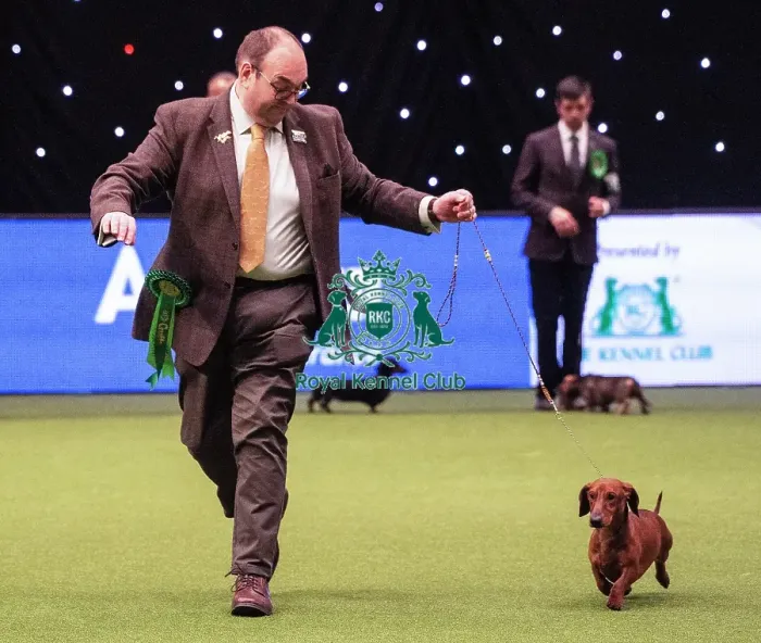 Framed Print : Crufts 2019 - Best of Breed  /  Hound