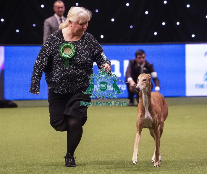Framed Print : Crufts 2019 - Best of Breed / Hound Framed Print : Crufts 2019 - Best of Breed / Hound