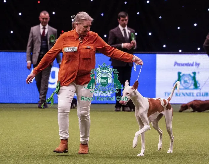 Framed Print : Crufts 2019 - Best of Breed / Hound Framed Print : Crufts 2019 - Best of Breed / Hound