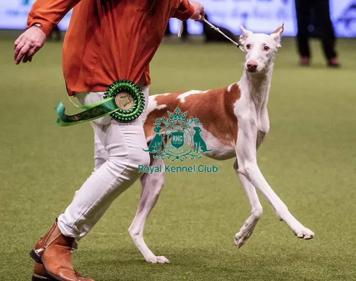 Framed Print : Crufts 2019 - Best of Breed / Hound Framed Print : Crufts 2019 - Best of Breed / Hound