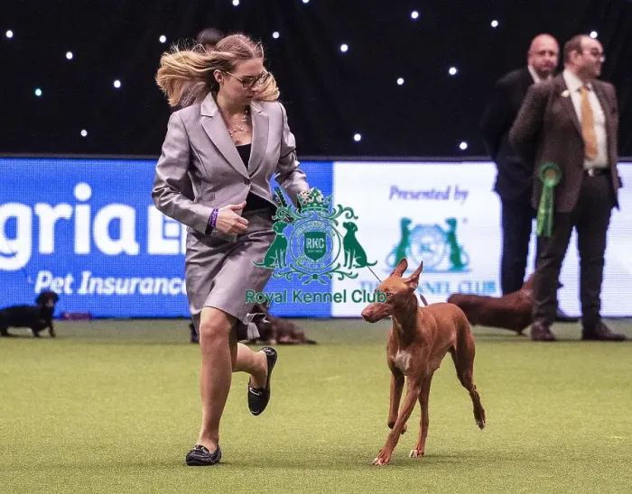 Framed Print : Crufts 2019 - Best of Breed / Hound Framed Print : Crufts 2019 - Best of Breed / Hound