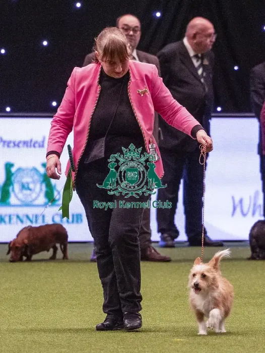 Framed Print : Crufts 2019 - Best of Breed  /  Hound