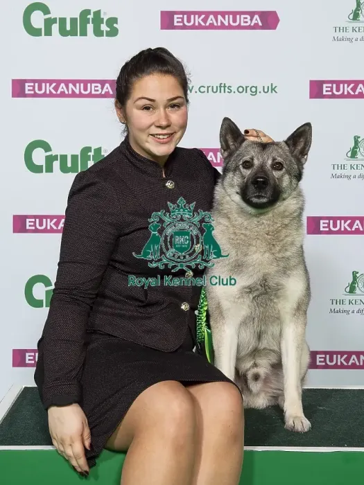 Framed Print : Crufts 2019 - Best of Breed  /  Hound