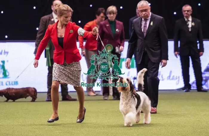 Framed Print : Crufts 2019 - Best of Breed / Hound Framed Print : Crufts 2019 - Best of Breed / Hound