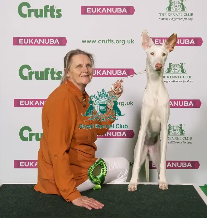 Framed Print : Crufts 2019 - Best of Breed / Hound Framed Print : Crufts 2019 - Best of Breed / Hound