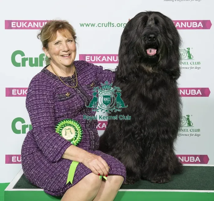 Framed Print : Crufts 2019 - Best of Breed / Pastoral Framed Print : Crufts 2019 - Best of Breed / Pastoral