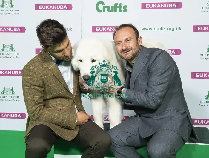 Framed Print : Crufts 2019 - Best of Breed / Pastoral Framed Print : Crufts 2019 - Best of Breed / Pastoral