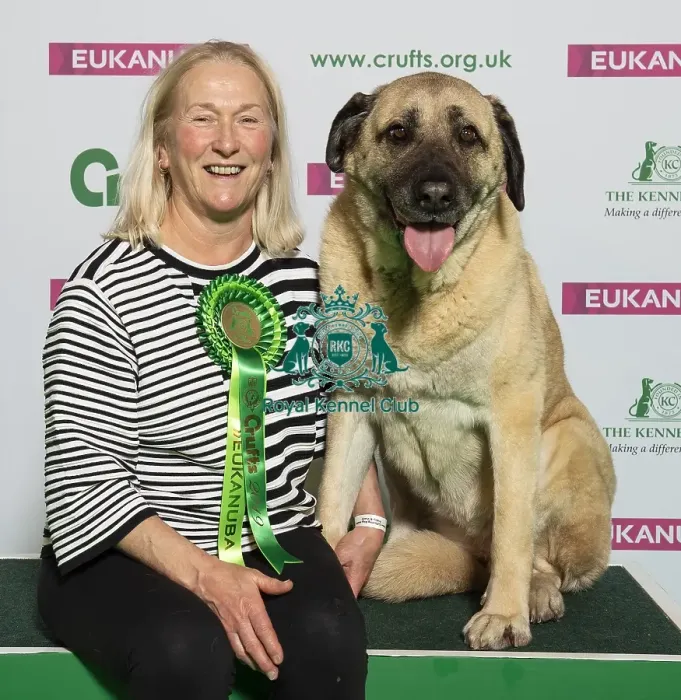 Framed Print : Crufts 2019 - Best of Breed / Pastoral Framed Print : Crufts 2019 - Best of Breed / Pastoral